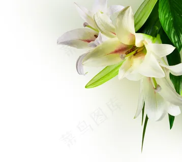 高清白色百合花图片 高清白色百合花图片