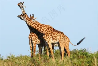 三头抱在一起的长颈鹿图片