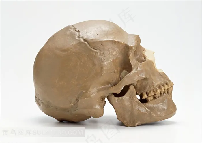 人物骷髅头侧面高清素材