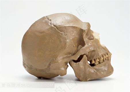 人物骷髅头侧面高清素材