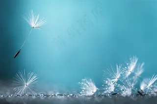 蓝色背景下飞舞的蒲公英高清图