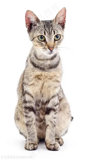 可爱的宠物小猫高清图片猫咪图片 可爱的宠物小猫高清图片猫咪图片