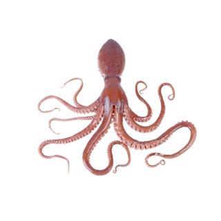 头足类(9)海鲜超市商品红酒白底图免抠实物摄影png格式图片透明底