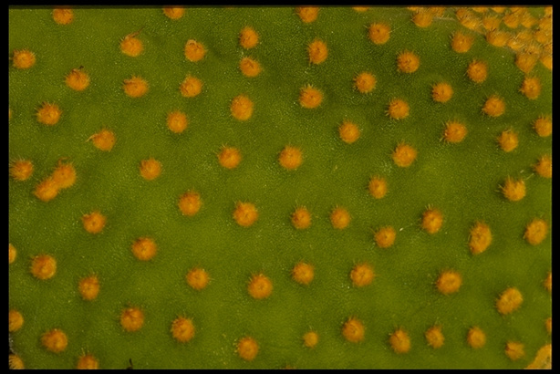 沙漠风光 52