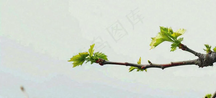 春天枝叶萌芽发芽绿叶，简约清新立春摄影图(1616x736)