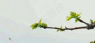 春天枝叶萌芽发芽绿叶，简约清新立春摄影图