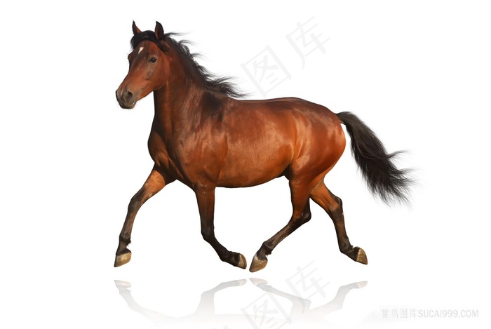 奔跑的赤兔马