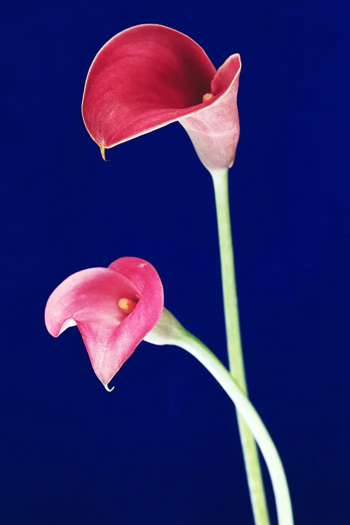 两朵花在开