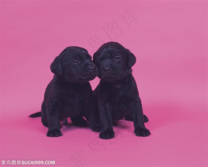 小型犬-一对黑色的小狗