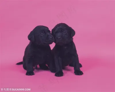 小型犬-一对黑色的小狗 小型犬-一对黑色的小狗