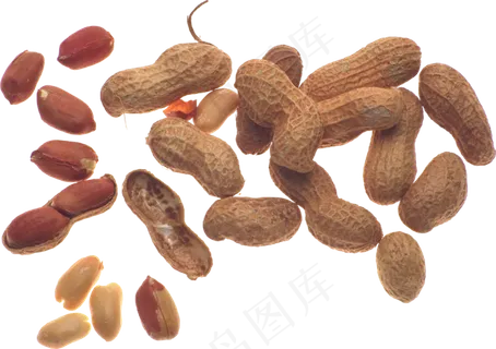 免扣png花生 
