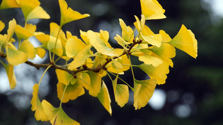秋天秋日树落叶高清背景