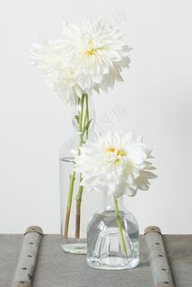 白菊花水培图片