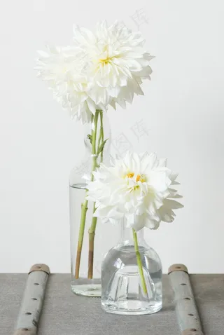 白菊花水培图片