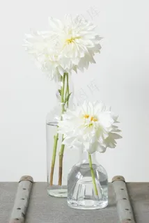 白菊花水培图片 白菊花水培图片