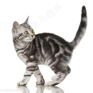 漂亮的小猫动物高清图 漂亮的小猫动物高清图