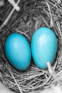 唯美鸟窝蓝色蛋装饰画