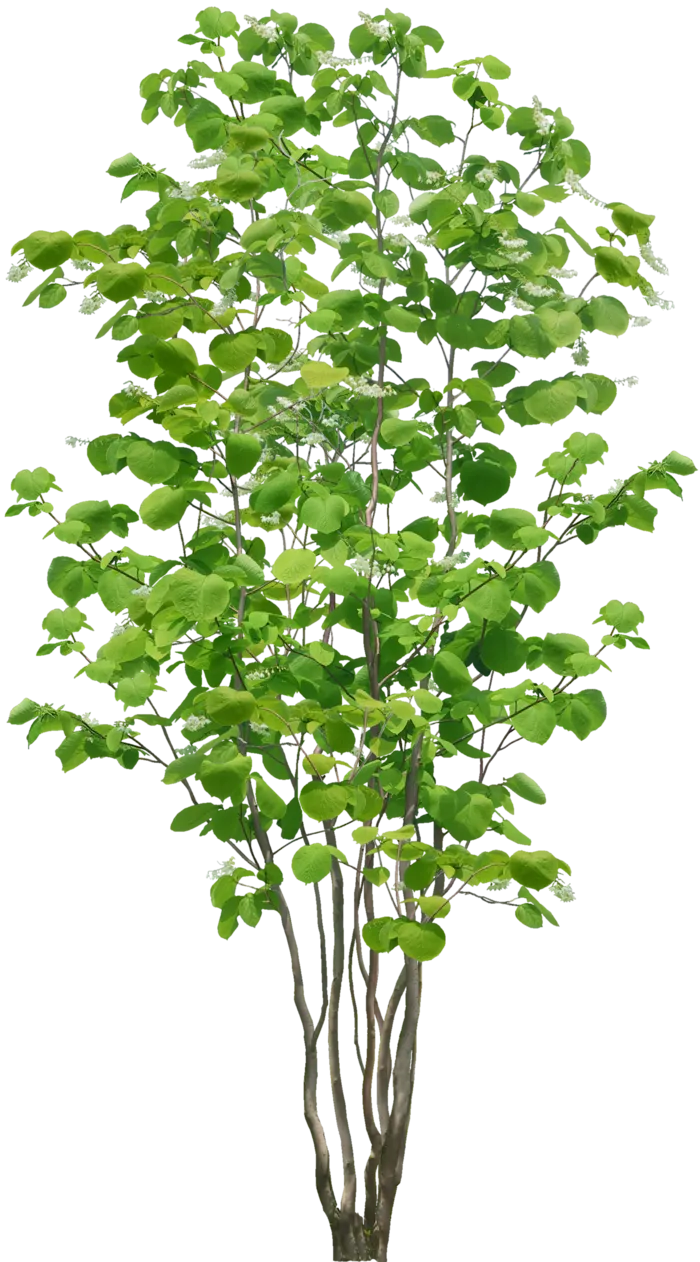 高清树木素材 免抠PSD植物素材 美术绘画园林贴图 树草灌木花草
