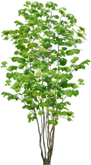 高清树木素材 免抠PSD植物素材 美术绘画园林贴图 树草灌木花草 高清树木素材 免抠PSD植物素材 美术绘画园林贴图 树草灌木花草