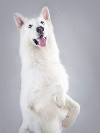 高清跳起来的可爱狗狗图片