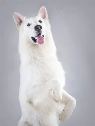 高清跳起来的可爱狗狗图片