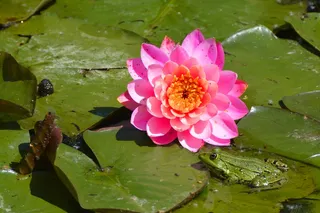 池塘睡莲花花朵图片