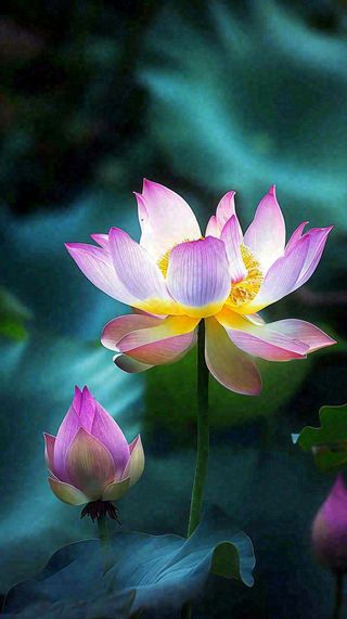 夏日清新荷塘荷花绿色大气摄影，立夏夏至处暑摄影图