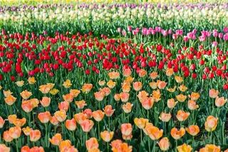 郁金香遍地开放