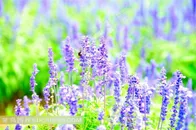 辽宁沈阳薰衣草主题公园风景图片
