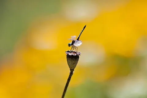 蜻蜓在花上