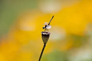 蜻蜓在花上