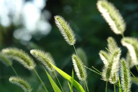 高清狗尾巴草图片下载 高清狗尾巴草图片下载