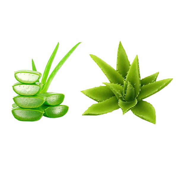 芦荟装饰免抠素材