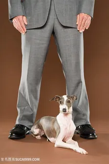 高清趴着男人脚边的意大利灵缇犬图片