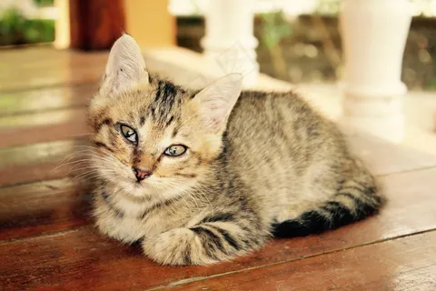 小猫萌宠图片 小猫萌宠图片