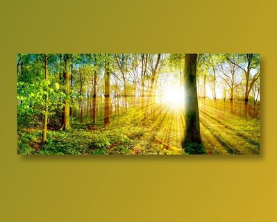 阳光和美丽森林