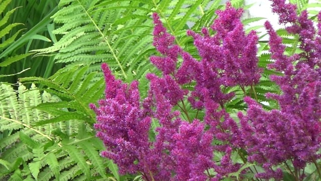 草, 蕨, 花园, 摇摆, 风, 红色的, 明亮的, 植物