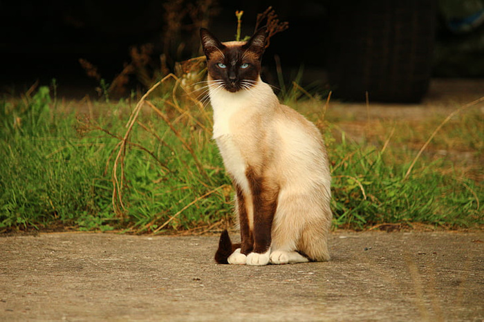 可爱猫咪 动物 素材 奶萌 (99)