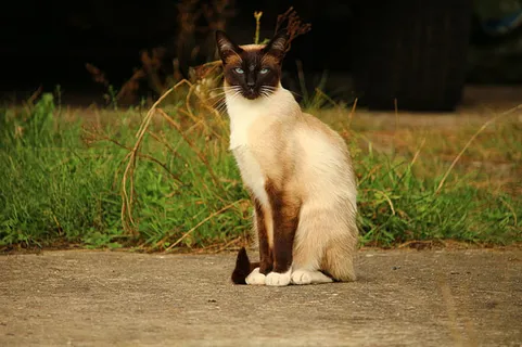 可爱猫咪 动物 素材 奶萌 (99) 可爱猫咪 动物 素材 奶萌 (99)