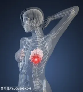 女性乳房与骨骼高清图片