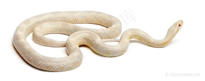高清白蛇图片