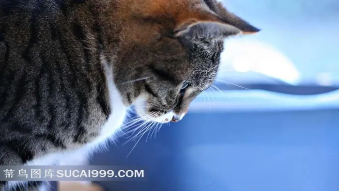 低头的宠物猫