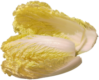 娃娃菜免抠摄影元素素材 