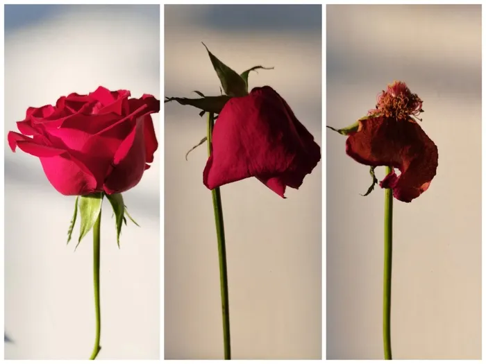 玫瑰花从盛开到凋零的生命历程