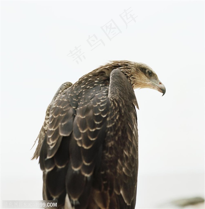 动物世界-秃鹰的背面