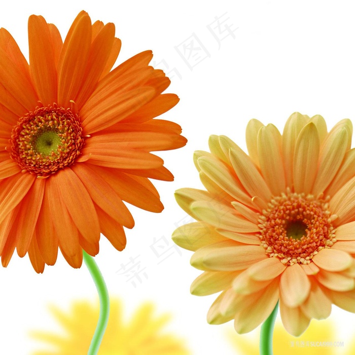 唯美菊花手绘油画