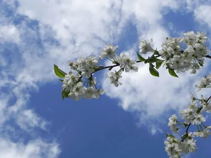 蓝天白云樱花图片 蓝天白云樱花图片