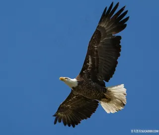 展翅飞翔在空中的白头海雕鸟图片
