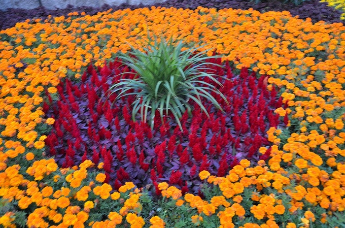 秋天菊花背景图