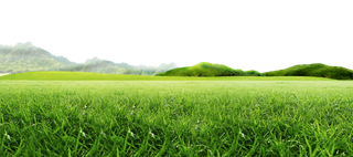 现代农业绿色麦苗